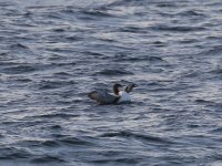 IMG_0003.jpg
