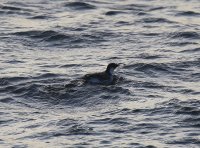 IMG_0004.jpg