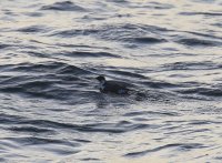 IMG_0005.jpg