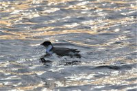 IMG_0001.jpg