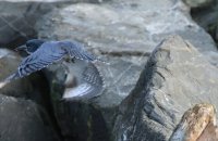 IMG_0005.jpg