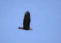 IMG_0001.jpg