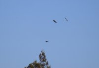 IMG_0001.jpg