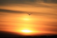 IMG_0001.jpg