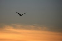 IMG_0003.jpg