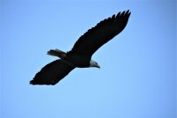 IMG_0005.jpg