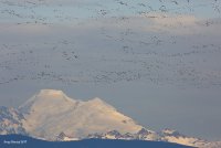 12-12-2017 the flock and Mt Baker.JPG