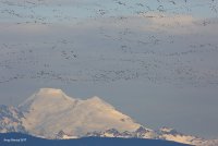 12-12-2017 the flock and Mt Baker.JPG 12-12-2017 the flock and Mt Baker.JPG