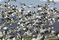 12-12-2017 snow geese fir Island_3843.JPG