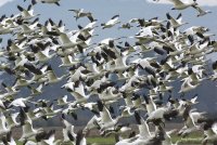12-12-2017 snow geese fir Island_3843.JPG 12-12-2017 snow geese fir Island_3843.JPG