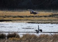 IMG_0005.jpg