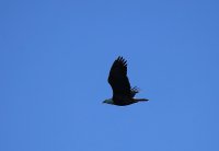 IMG_0001.jpg