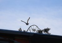 IMG_0004.jpg