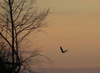 IMG_0005.jpg