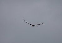 IMG_0002.jpg