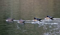 IMG_0004.jpg