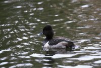 IMG_0005.jpg