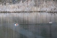 IMG_0008.jpg