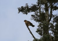 IMG_0001.jpg
