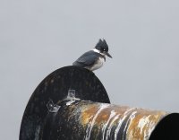 IMG_0005.jpg