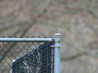 IMG_0005.jpg
