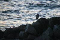 IMG_0002.jpg