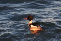 IMG_0003.jpg