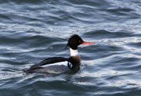 IMG_0004.jpg
