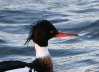 IMG_0005.jpg