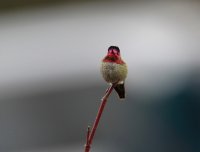 IMG_0001.jpg