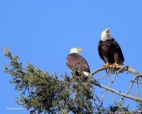 3-1-2018 f eagle landing pt edwards_4770.JPG 3-1-2018 f eagle landing pt edwards_4770.JPG