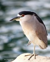 2-13-2018 Black-crowned Night Heron_4456.JPG 2-13-2018 Black-crowned Night Heron_4456.JPG