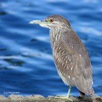2-13-2018 juventil black-crowned Night Heron_4469.JPG 2-13-2018 juventil black-crowned Night Heron_4469.JPG