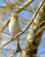 2-15-2018 Verdin_4611.JPG 2-15-2018 Verdin_4611.JPG