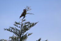 IMG_0002.jpg