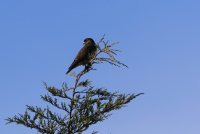 IMG_0006.jpg