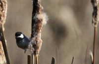 IMG_0001.jpg