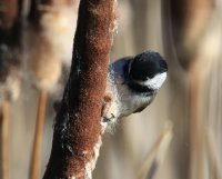 IMG_0002.jpg