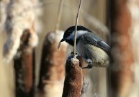 IMG_0004.jpg