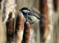 IMG_0005.jpg