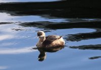 IMG_0005.jpg