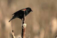 IMG_0001.jpg