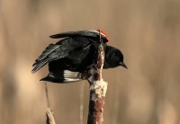 IMG_0002.jpg