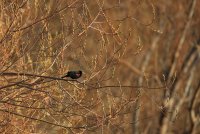 IMG_0005.jpg