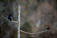 IMG_0005.jpg