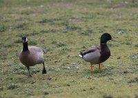 IMG_0001.jpg