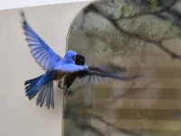 Bluebird 1_050218.JPG