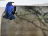 Bluebird 2_050218.JPG