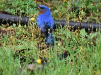 Bluebird 3_050218.JPG