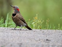 Flicker 1_050318.jpg